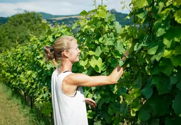 Une femme dans des vignes