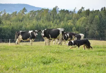 Border collie avec des vaches