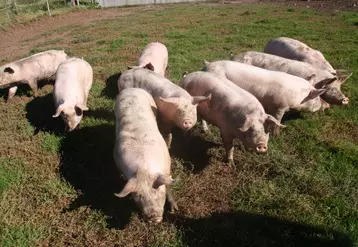 L’investissement en élevage porcin « est reparti à la hausse »,  avec un encours total avoisinant les 2 milliards d’euros.
