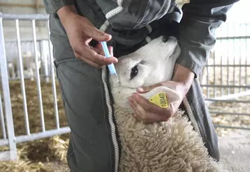 Un mouton se fait vacciner