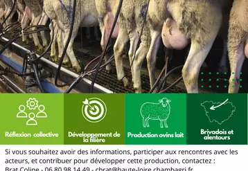 Ovins lait projet de filière sur le Brivadois