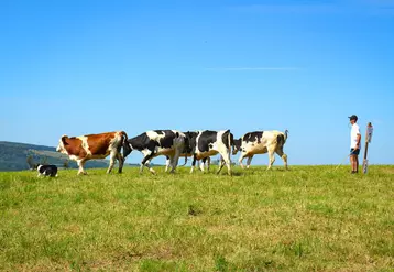 un border colline guide un troupeau de vaches sur les indications de son maître