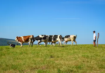 Un border collie quatre vaches et un éleveur dans une prairie