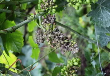 Grappe de raisin rongée par le mildiou