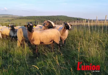 Plusieurs brebis parquées sur une montagne.