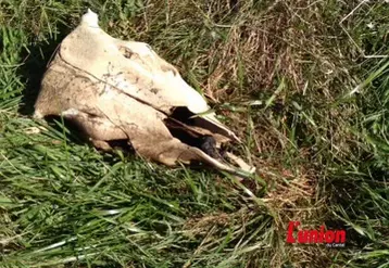 Crâne de veau au milieu d'un pré