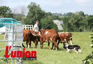 le chien pousse les jeunes vaches 