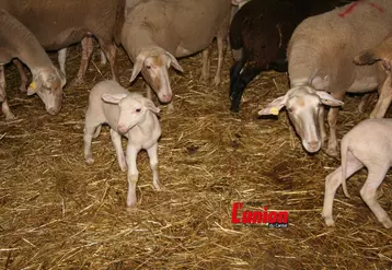 Brebis et agneaux dans une bergerie