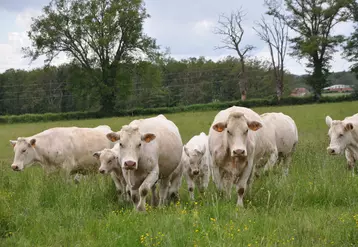 L'élevage de bovins viande est un des fleurons de la France.