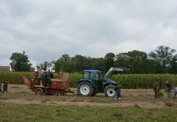 Ramassage des pommes de terre au lycée d'Ahun.