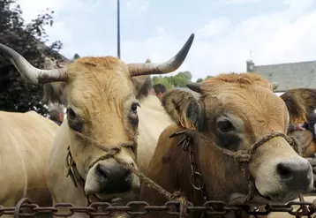 La fête de l'Aubrac à Nasbinals