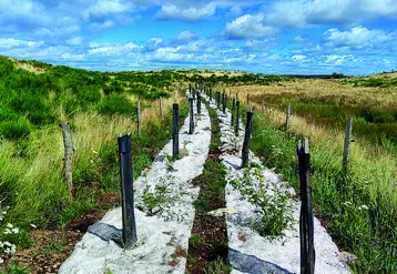 Une plantation de haies