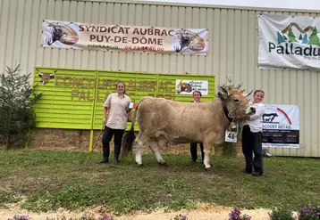 vache Aubrac présentée sur un podium