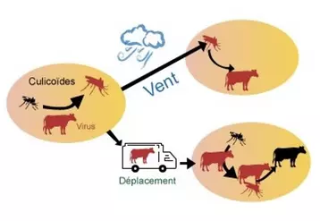 Diffusion des maladies vectorielles liées aux culicoïdes.