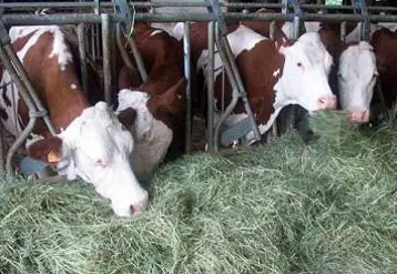 Maîtrise technique et cohérence du système permette d'avoir une marge sur coût alimentaire au delà de 6€/vache/jour.