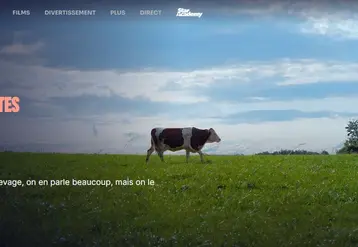 capture d'écran programmation pas si bêtes sur TF1.