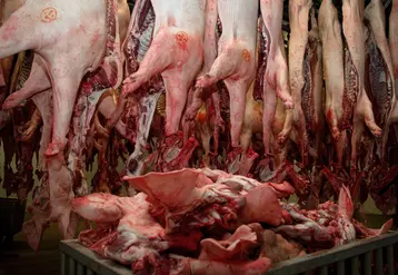 carcasses de porcs dans un abattoir