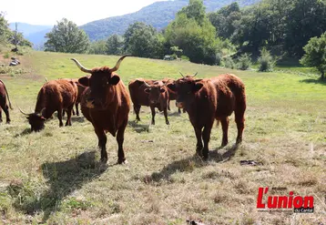 Vaches salers dans un pré debout