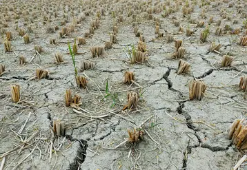 sécheresse sol sec culture asséchée catastrophe naturelle