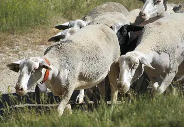 Des brebis en été