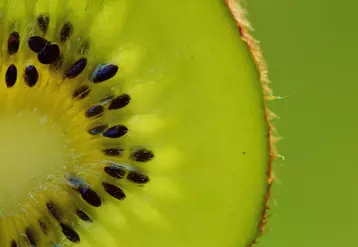 tranche de kiwi