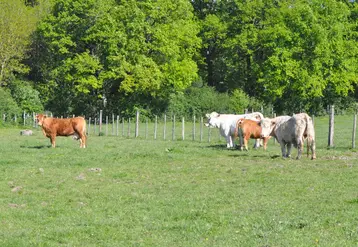 Vaches limousines et charolaises dans un pré