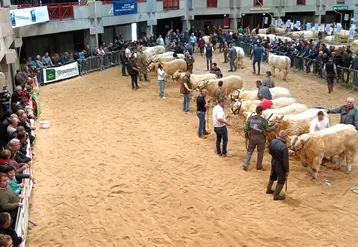 Des boeufs charolais se tiennent dans un ring avec leurs éleveurs et le jury, le public est réparti autour de l'espace.