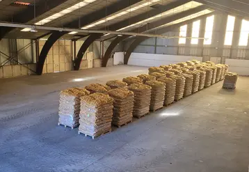 palettes de pommes de terre dans un hangar