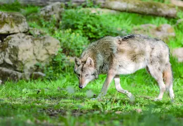 Bilan de la dernière attaque à Grèzes : un bélier et deux brebis dévorés et une brebis blessée.