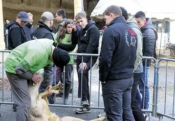 La 20e édition des ovinpiades