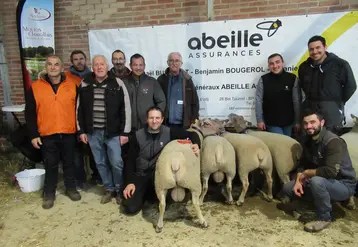 Des hommes posent avec des moutons de race charollaise