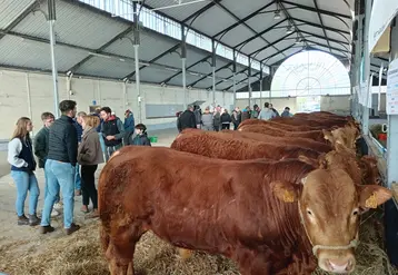 Dans un hangar des reproducteurs limousins sont alignés le long d'un mur, des personnes discutent dans l'allée 