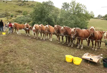 Mi janvier, les éleveurs de chevaux pourront déposer un dossier au titre de l'action 2.1 du plan de filière équine, relative à l'aide aux investissements pour le respect du bien-être animal et pour l’adaptation aux changements climatiques.