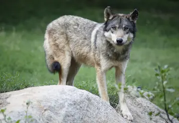 loup sur une pierre dans la campagne