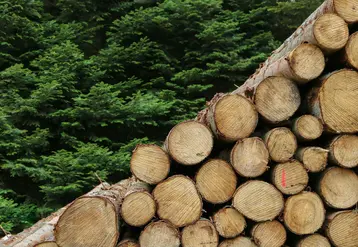 forêt arbres coupés