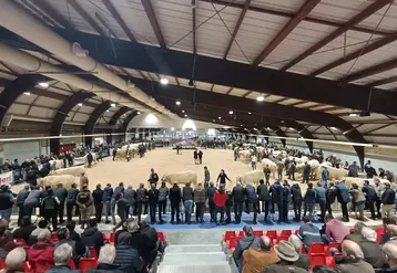 Vue d'ensemble d'un hanger avec des spectateurs vus de dos et des vaches charolaises sur le ring.