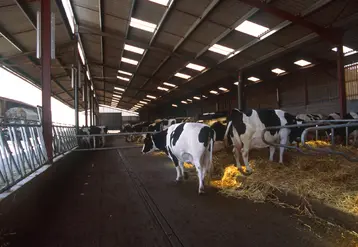 vaches prim holstein dans un bâtiment