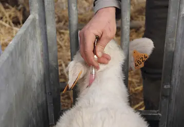 vaccination d'un jeune bovin