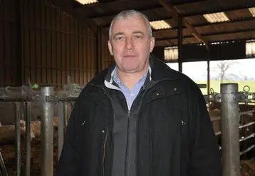 Homme dans une stabulation de vaches de races à viande charolaise.