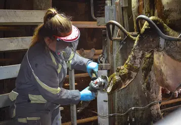 femme pareuse qui s'occupe des pieds d'une vache