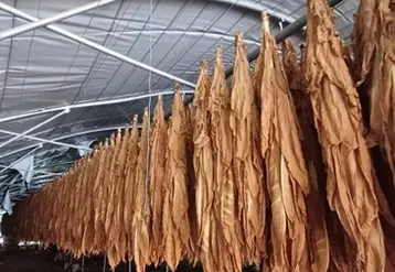 Des feuilles de tabac sont suspendues dans un tunnel de séchage