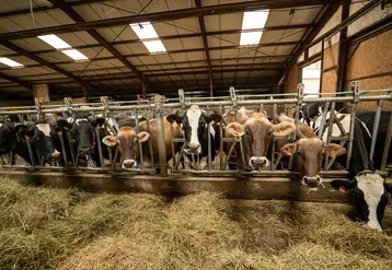 vaches laitières dans un bâtiment d'élevage qui mangent du foin.