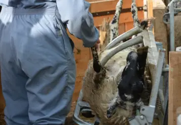 matériel de contention mouton prévention du risque animal aides MHE et FCO