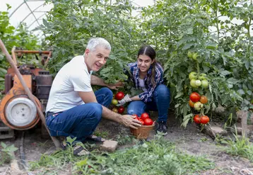 Deux personnes de générations différentes sans des plants de tomates