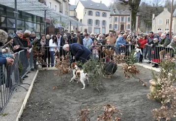 La démonstration de cavage avec chien truffier