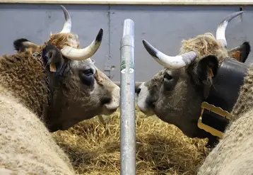 Deux vaches Aubrac se regardent lors du SIA