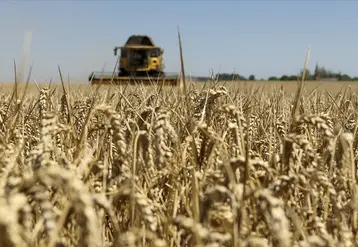 Une moissonneuse dans un champ de blé