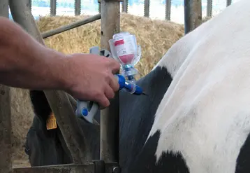 vaccination des bovins fco