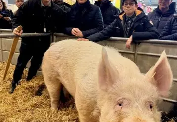 des personnes debout derriere un verrat