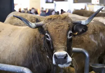 Une Aubrac au salon international de l'agriculture